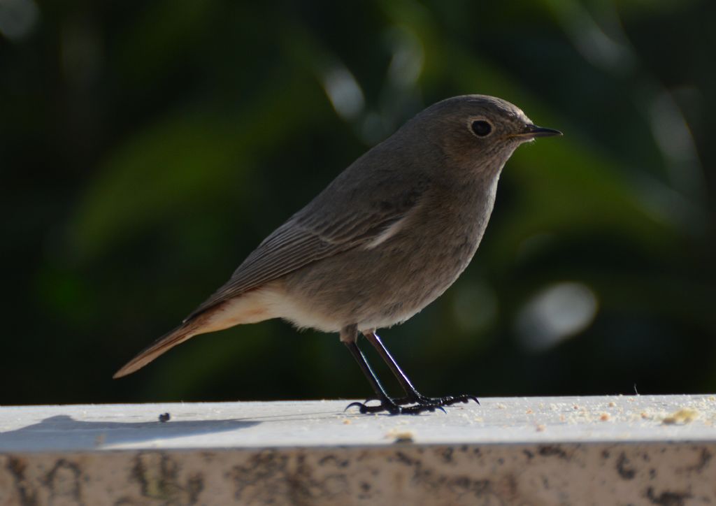 Codirosso e Occhicotto